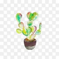 多肉植物