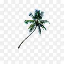 海南椰子树