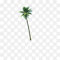 比较高的海南椰子树