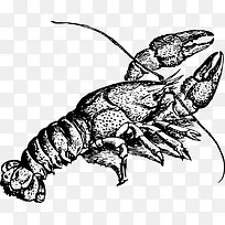 龙虾插画