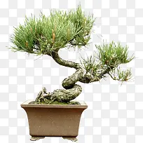 绿色植物