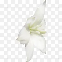 白色高清创意白兰花