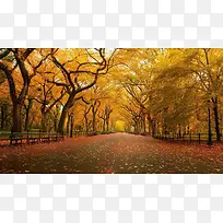 金色秋季树林海报背景