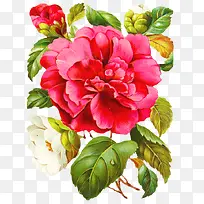 复古手绘花卉素材