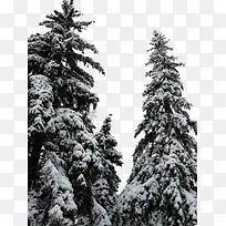 下雪雪松