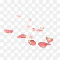 飘落的玫瑰花瓣粉色水滴