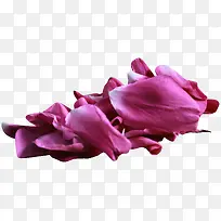 高清一堆紫色的花瓣
