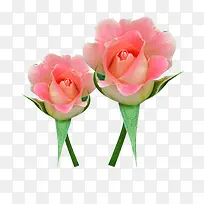 两珠法兰西玫瑰图片素材