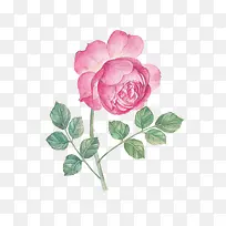 卡通手绘粉色玫瑰花