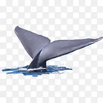 高清创意合成摄影鲸鱼的尾巴
