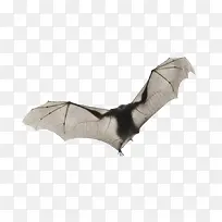 展翅的蝙蝠