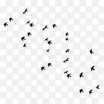 一群燕子