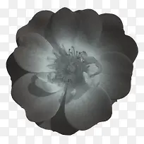 绿植花卉手绘花朵图片素材