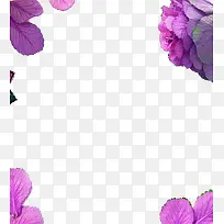 紫色花瓣边框透明素材