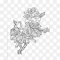 牡丹