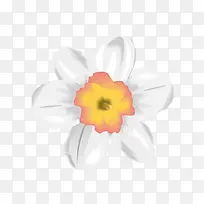 白色花瓣的小花