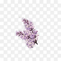 手绘一束紫丁香花朵插画免抠