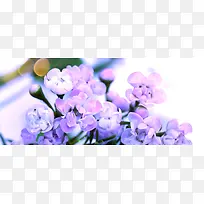唯美的紫色花朵海报