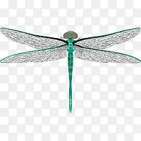 蜻蜓装饰图