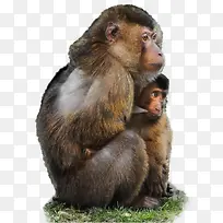 猴子妈妈怀抱着小猴子