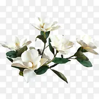 高清摄影白色的玉兰花树叶