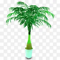 绿植椰子盆栽
