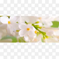 简约唯美白色花朵浅色背景海报背景