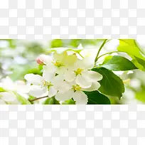简约唯美白色花朵浅色背景海报背景