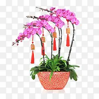 紫色蝴蝶兰
