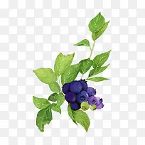 蓝莓和绿叶