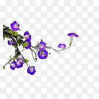 藤蔓 花藤 攀缘茎