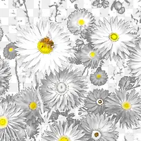 白色菊花背景图案