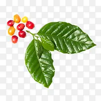 绿色叶子和成熟咖啡果实物