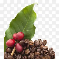 红色咖啡果和棕色咖啡豆实物