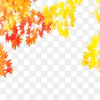 红黄枫叶