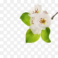 白色鲜花花簇和绿叶