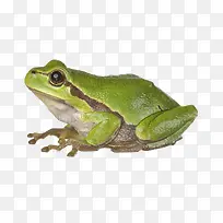 绿色青蛙侧面特写