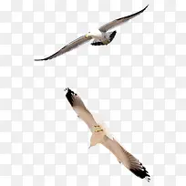手绘动物图片 飞翔的大雁