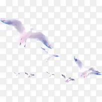 紫色翅膀海鸥国庆