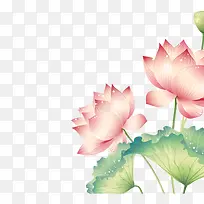 手绘荷花