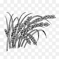 小麦线稿图