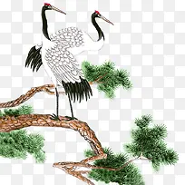 松树上的白鹤