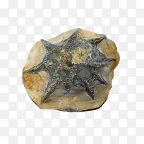 灰色海星化石
