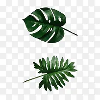 植物小清新树叶单片叶子