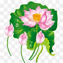 荷花图片