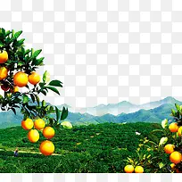 橙子树风景
