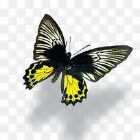 棕黄色蝴蝶