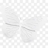 白色立体蝴蝶图片