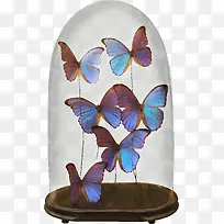 玻璃罩里的蝴蝶