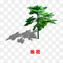 油松
